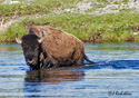 Bison bison